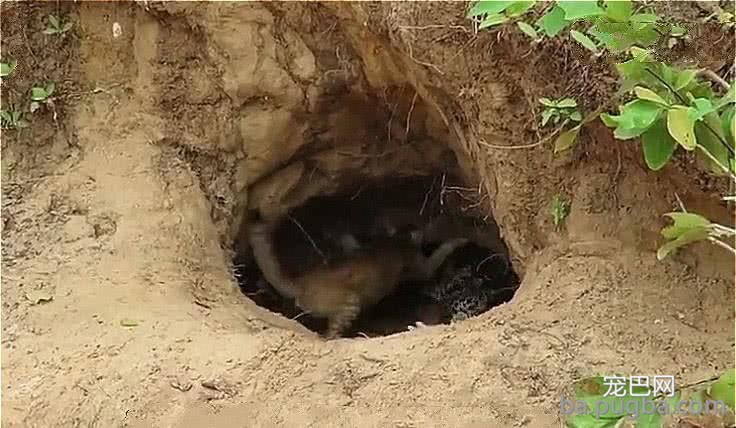 鳄鱼爬进野猫窝，猫妈见面就干架，鳄鱼：你真以为是鱼就归你管？-2.jpeg