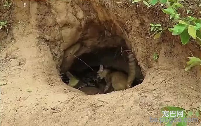 鳄鱼爬进野猫窝，猫妈见面就干架，鳄鱼：你真以为是鱼就归你管？-3.jpg