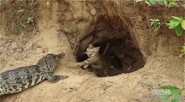 鳄鱼爬进野猫窝，猫妈见面就干架，鳄鱼：你真以为是鱼就归你管？-1.jpeg