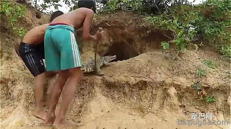 鳄鱼爬进野猫窝，猫妈见面就干架，鳄鱼：你真以为是鱼就归你管？-4.jpg