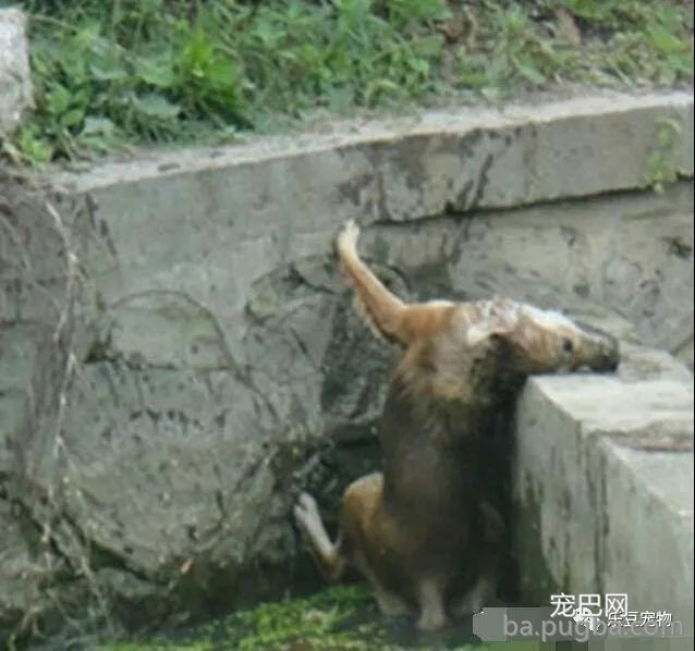 流浪狗不慎掉入河中后垂死挣扎，体力即将耗尽时，女孩出手了！-1.jpeg