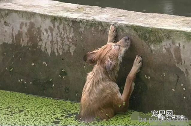 流浪狗不慎掉入河中后垂死挣扎，体力即将耗尽时，女孩出手了！-2.jpeg