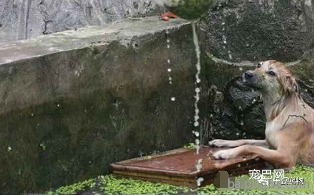 流浪狗不慎掉入河中后垂死挣扎，体力即将耗尽时，女孩出手了！-3.jpeg