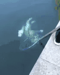 我们愿意为宠物发声，你呢？-3.gif