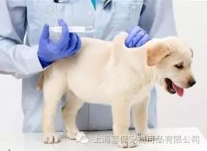 狗狗换粮拉肚子怎么办？-1.jpeg