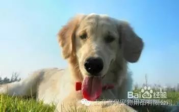 狗狗换粮拉肚子怎么办？-3.jpeg