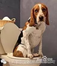 狗狗换粮拉肚子怎么办？-2.jpeg
