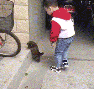 不是我骗你，科学研究表明：养狗真的对孩子身体好！-1.gif