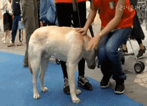 不是我骗你，科学研究表明：养狗真的对孩子身体好！-4.gif