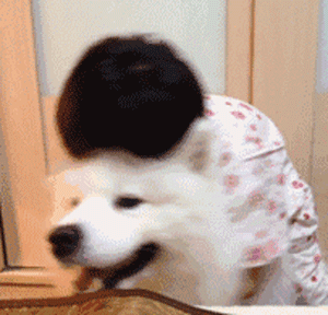 不是我骗你，科学研究表明：养狗真的对孩子身体好！-7.gif