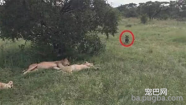 疣猪因眼睛近视误闯狮子群，惊慌逃跑飚出猪叫声-3.jpg