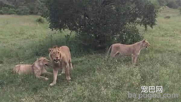 疣猪因眼睛近视误闯狮子群，惊慌逃跑飚出猪叫声-6.jpg