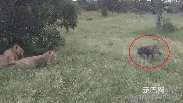 疣猪因眼睛近视误闯狮子群，惊慌逃跑飚出猪叫声-5.jpg