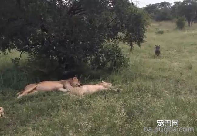 疣猪因眼睛近视误闯狮子群，惊慌逃跑飚出猪叫声-4.jpg