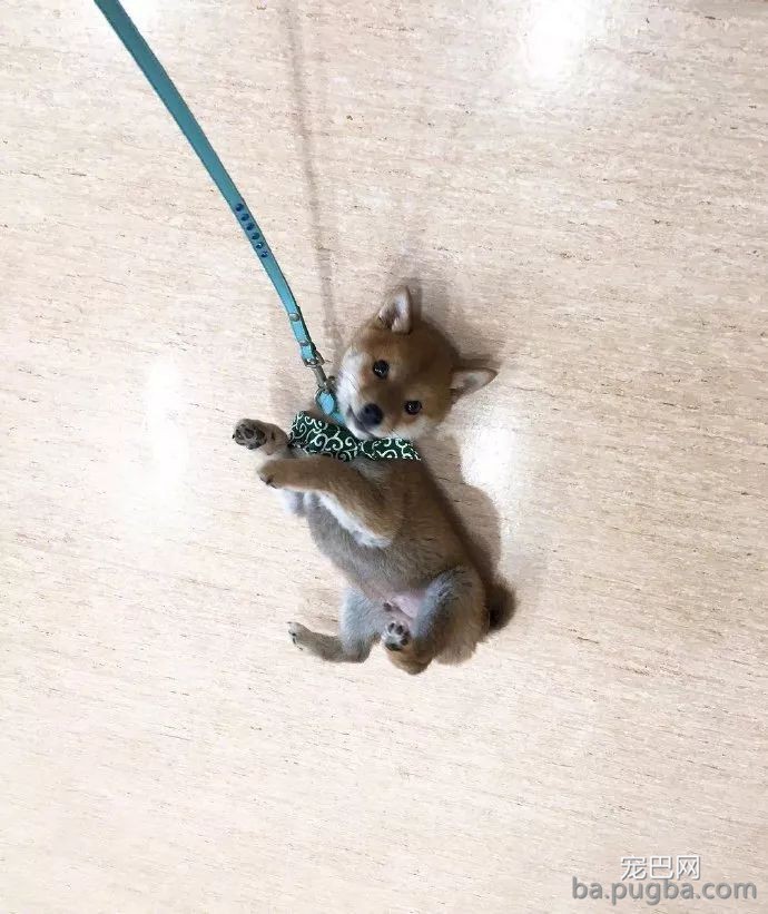 铲屎官晒家里的柴犬宝宝，结果网友：哪儿买的手机挂饰，想要！-2.jpeg