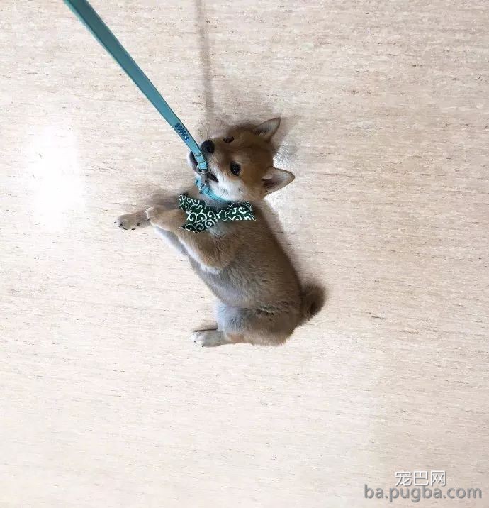 铲屎官晒家里的柴犬宝宝，结果网友：哪儿买的手机挂饰，想要！-3.jpeg