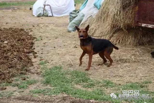 为什么农村的狗，晚上经常会不停地叫唤，农村老汉告诉你实情！-2.jpeg