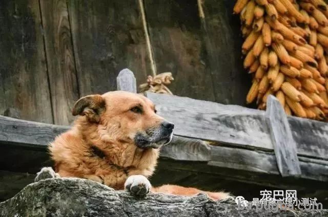 为什么农村的狗，晚上经常会不停地叫唤，农村老汉告诉你实情！-5.jpeg