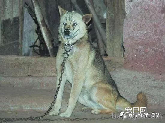 为什么农村的狗，晚上经常会不停地叫唤，农村老汉告诉你实情！-3.jpeg