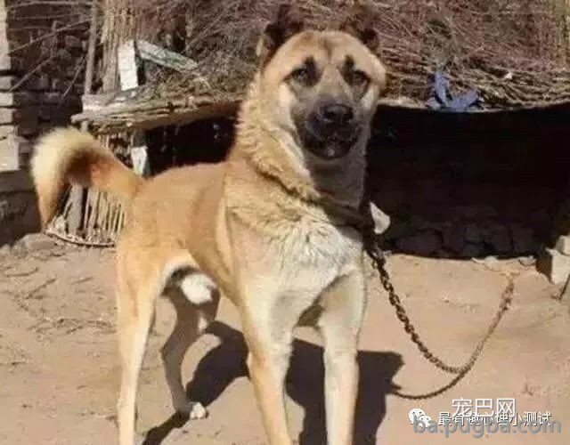 为什么农村的狗，晚上经常会不停地叫唤，农村老汉告诉你实情！-6.jpeg