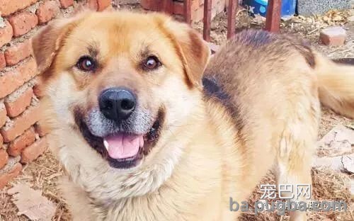为什么农村的狗，晚上经常会不停地叫唤，农村老汉告诉你实情！-7.jpeg