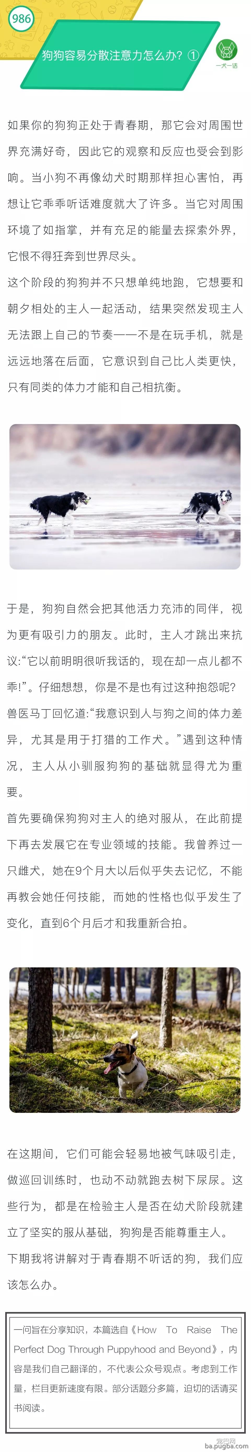 青春期狗狗不听主人的话怎么办？①-1.jpeg