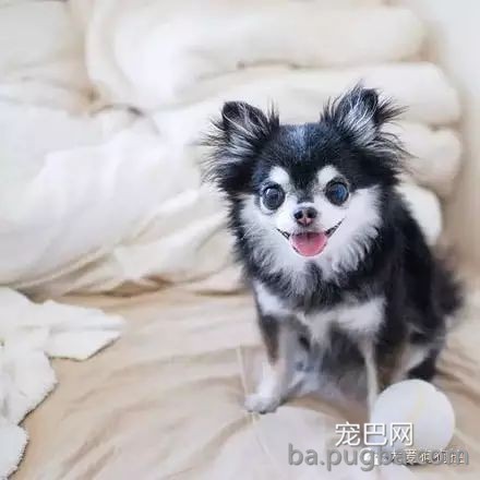 这么多小型犬，快来看看你喜欢哪一只？-2.jpeg