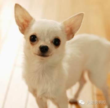 这么多小型犬，快来看看你喜欢哪一只？-1.jpeg
