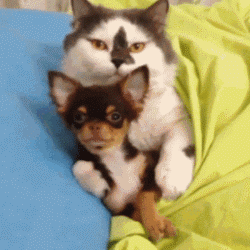 这么多小型犬，快来看看你喜欢哪一只？-3.gif