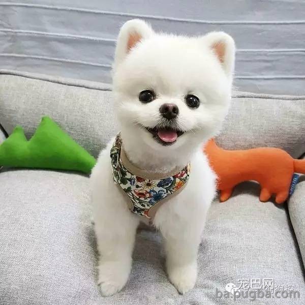这么多小型犬，快来看看你喜欢哪一只？-6.jpeg