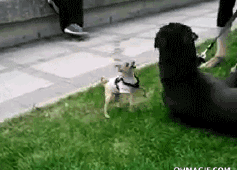 这么多小型犬，快来看看你喜欢哪一只？-4.gif