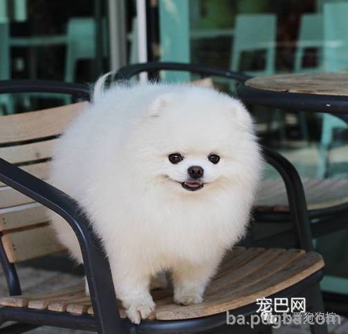 这么多小型犬，快来看看你喜欢哪一只？-5.jpeg