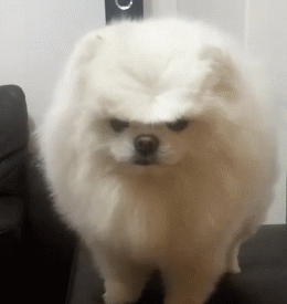 这么多小型犬，快来看看你喜欢哪一只？-7.gif