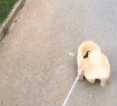 这么多小型犬，快来看看你喜欢哪一只？-8.gif