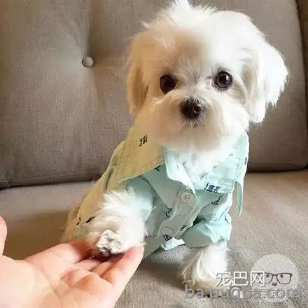 这么多小型犬，快来看看你喜欢哪一只？-10.jpeg
