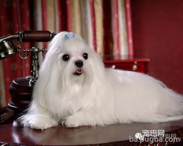 这么多小型犬，快来看看你喜欢哪一只？-9.jpeg