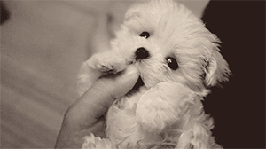 这么多小型犬，快来看看你喜欢哪一只？-11.gif