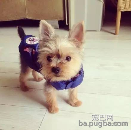 这么多小型犬，快来看看你喜欢哪一只？-13.jpeg