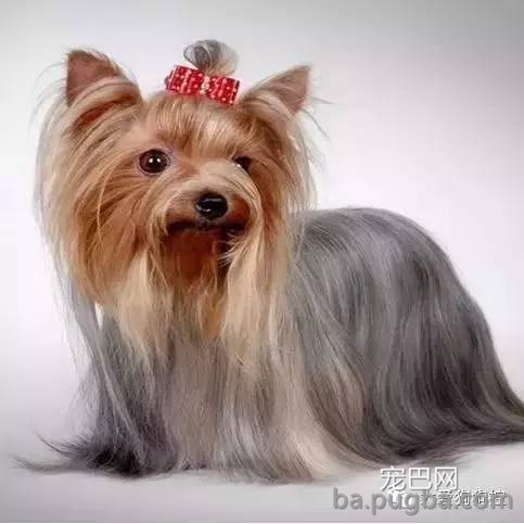这么多小型犬，快来看看你喜欢哪一只？-12.jpeg