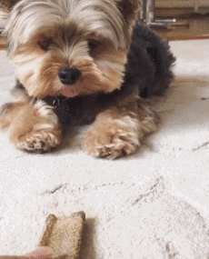 这么多小型犬，快来看看你喜欢哪一只？-14.gif