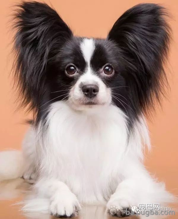 这么多小型犬，快来看看你喜欢哪一只？-18.jpeg