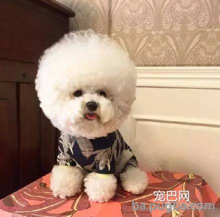 这么多小型犬，快来看看你喜欢哪一只？-16.jpeg