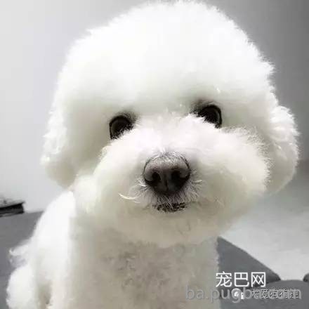 这么多小型犬，快来看看你喜欢哪一只？-15.jpeg