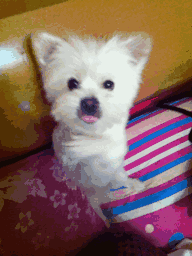 这么多小型犬，快来看看你喜欢哪一只？-20.gif