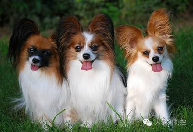 这么多小型犬，快来看看你喜欢哪一只？-19.jpeg