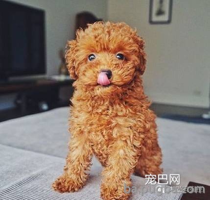 这么多小型犬，快来看看你喜欢哪一只？-21.jpeg