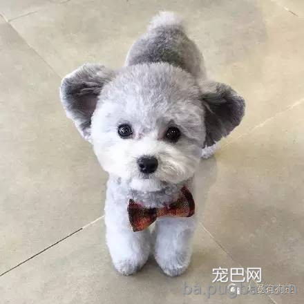 这么多小型犬，快来看看你喜欢哪一只？-22.jpeg