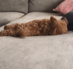 这么多小型犬，快来看看你喜欢哪一只？-23.gif