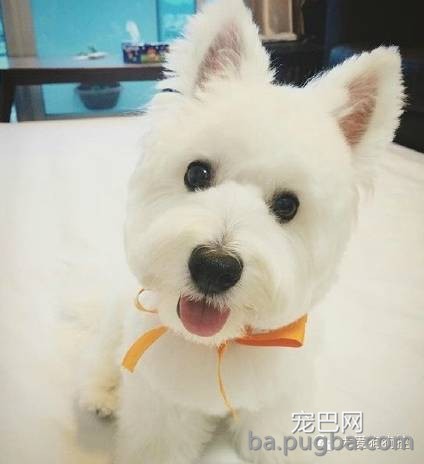这么多小型犬，快来看看你喜欢哪一只？-25.jpeg