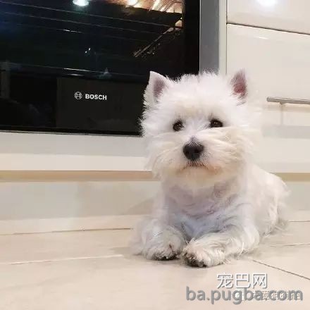 这么多小型犬，快来看看你喜欢哪一只？-24.jpeg